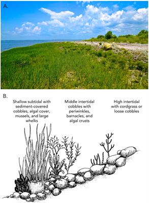 The Foundation for Building the Conservation Capacity of Community Ecology